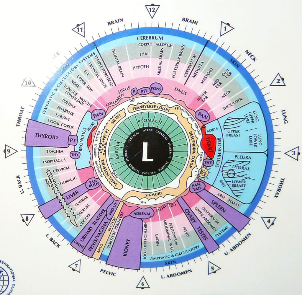 Iridology Left Eye Chart | Iridology Information, Charts, Images and Services | Iridology by Peppy | Peppy Caccavale | Las Vegas, Nevada