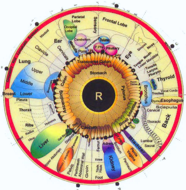Zones in the Right Eye | Iridology by Peppy | Peppy Caccavale | Las Vegas, Nevada